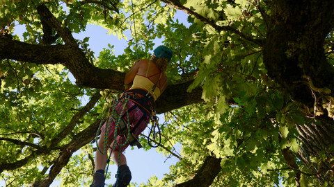 Tree Climber, Bild 8